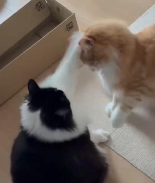 茶白猫の頭に前足を乗せる白黒猫