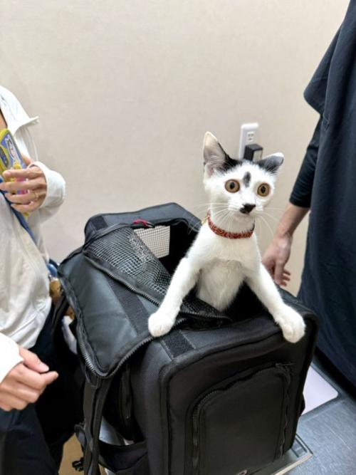 黒いキャリーバッグから身を乗り出す猫
