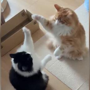 立ち上がって見つめ合う2匹の猫→前足を使って…ずっと見ていたくなる『平和な戦い』が54万表示「アルプス一万尺みたい」「ほのぼのｗ」