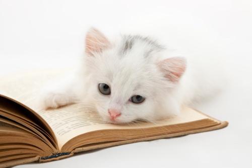 本を読む猫