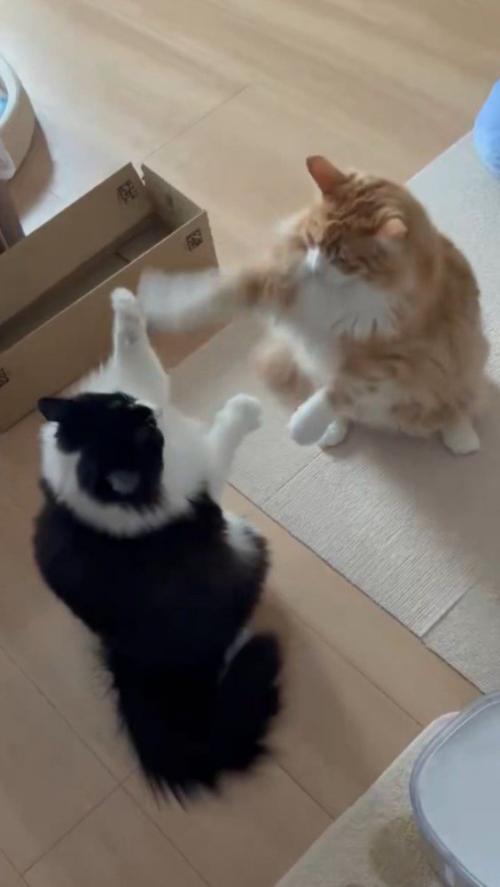 後ろ足で立ち上がって、お互いの前足を触る2匹の猫