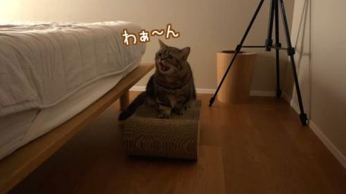 爪とぎの上でわぁ〜ん