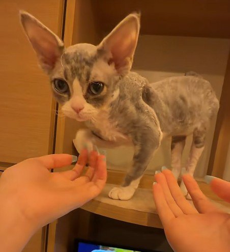 子猫に両手を差しだす飼い主