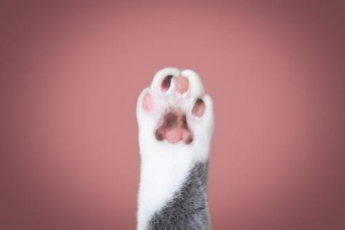 猫の肉球