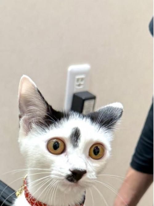 黒いキャリーバッグから身を乗り出す猫の表情