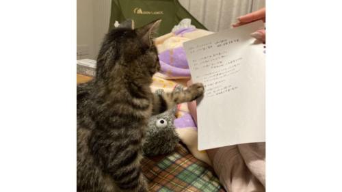 室内にいる猫