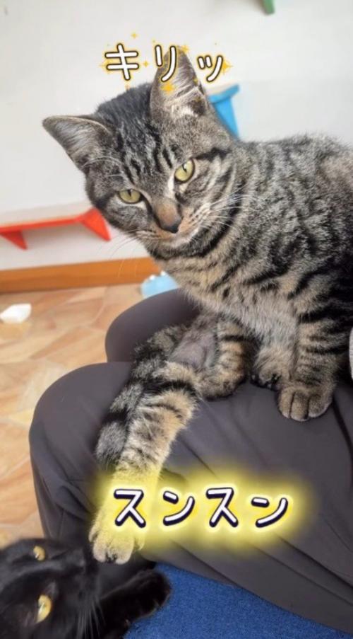 スタッフの膝の上に座るキジトラ猫