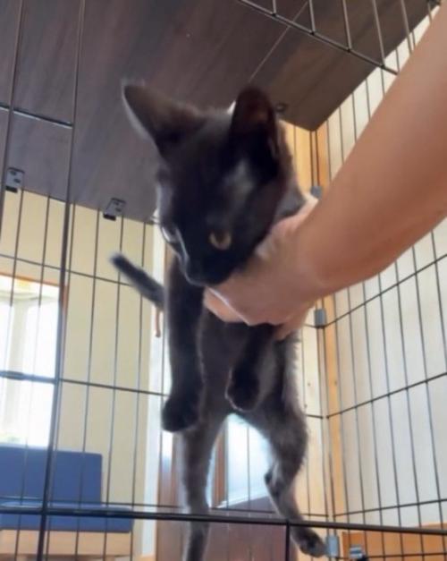 投稿者に持ち上げられる黒猫の子猫