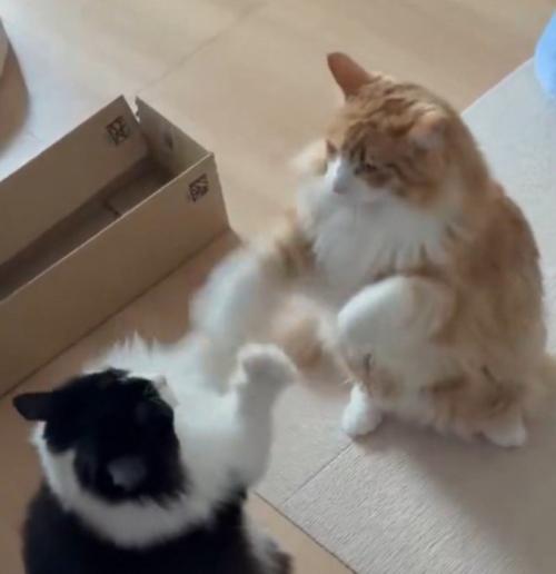 お互いの前足で相手の前足を振り払う2匹の猫