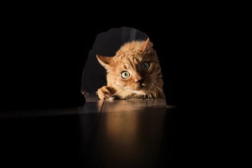 穴を覗き見る猫