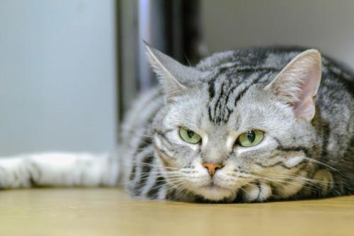 床に伏せる猫