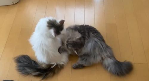 ニャンプロ