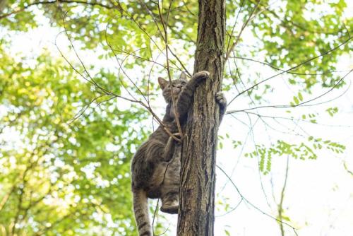 木に登る猫