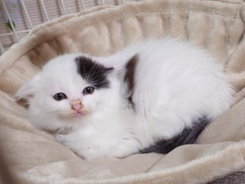 ハンモックの真ん中で丸くなる子猫
