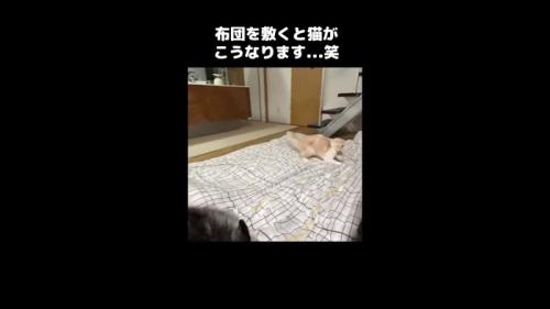 身を低くした姿勢
