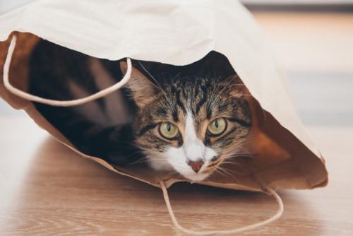 袋に隠れて様子を伺う猫