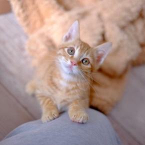 猫があなたに『甘えたい』と伝えているサイン5つ　仕草に隠れている心理から満足させる応え方まで