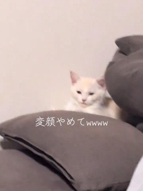 目を細める猫
