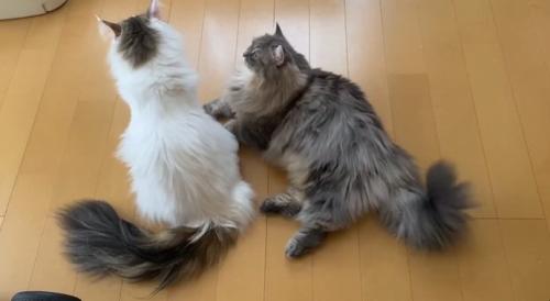 アピール