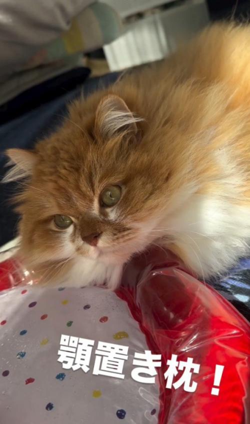 マットに顎を置く猫