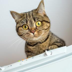 猫が高い場所から『降りられなくなる』理由3選　自分で登ったのに…？気になる心理まで解説