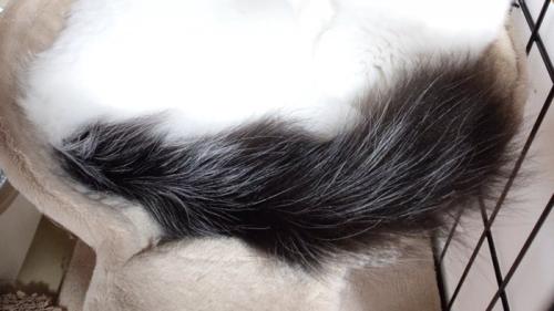 ハンモックの上に乗れている猫のしっぽと体の一部
