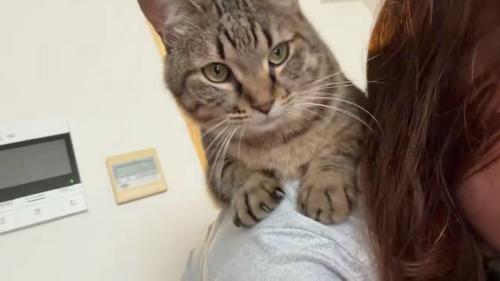 人の肩に乗る猫
