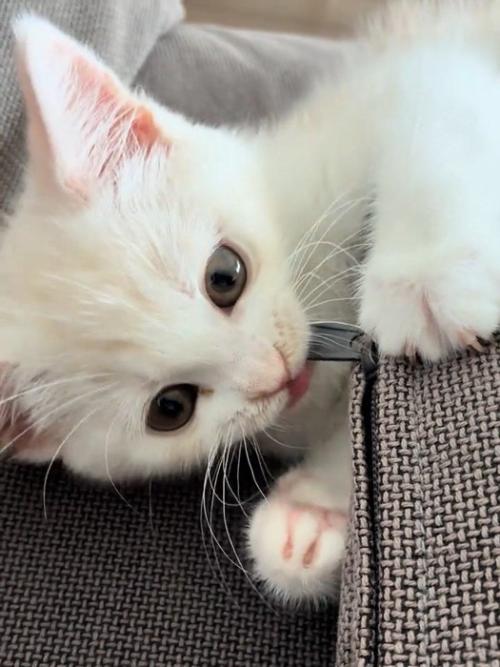ファスナーのつまみをかじる猫