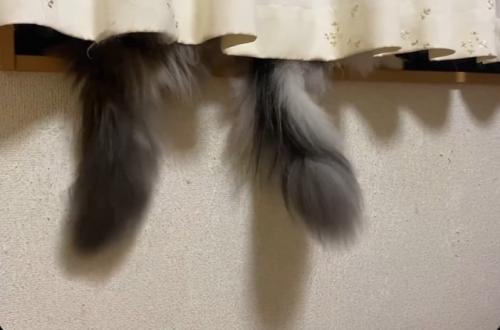 ニャルソック中