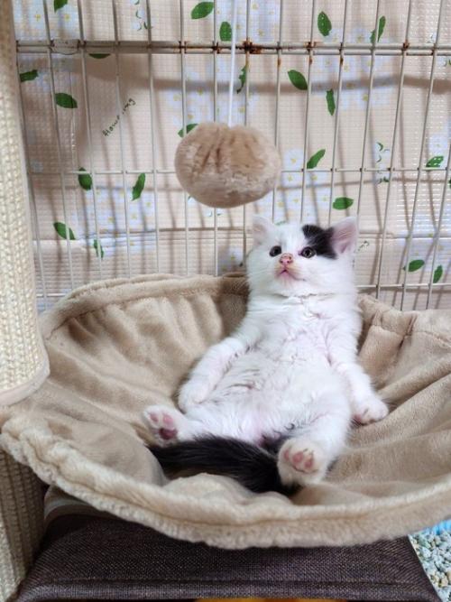 子猫がハンモックの上でおっさん座りしている様子