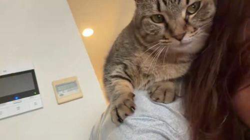 人の頭に顔を寄せる猫