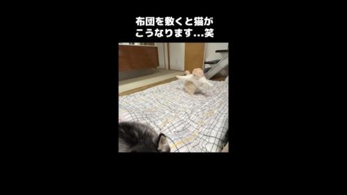 前足を広げて右ひねり