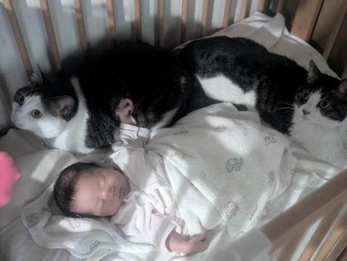 ベビーベッドで眠る赤ちゃんのそばに座る2匹の猫