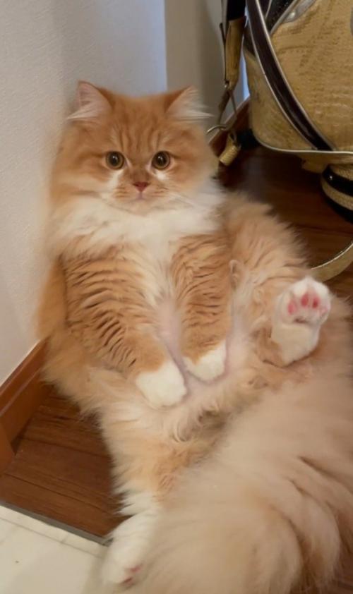 仰向けの猫