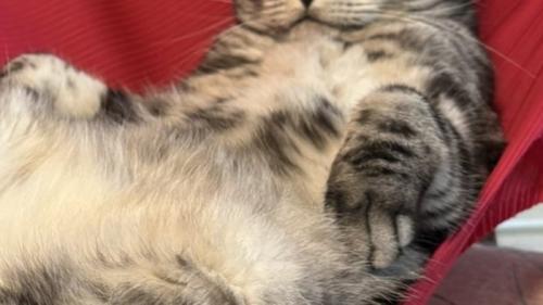 ふんぞり返る猫の手のアップ