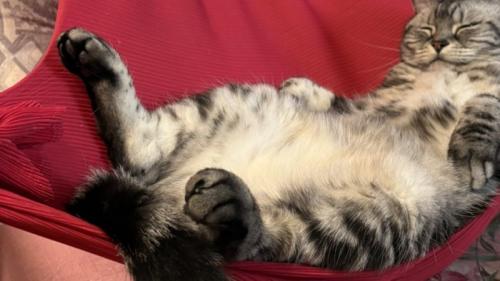 足を投げ出している猫の様子