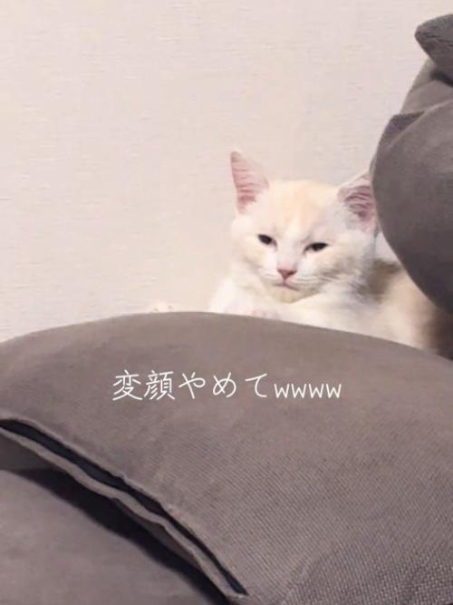 白目っぽくなる猫