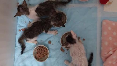 ごはんを散らかして食べる子猫たち