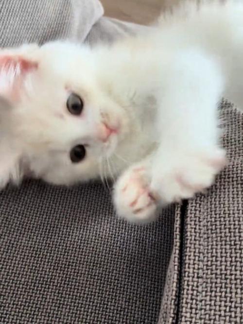 ファスナーのつまみを取ろうとする猫