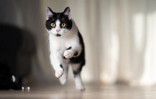 走り回る猫