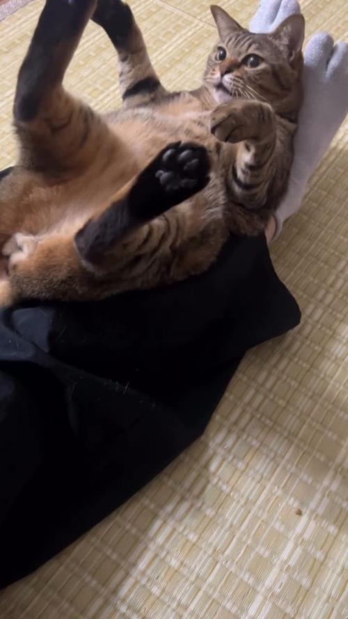 仰向けで鳴く猫