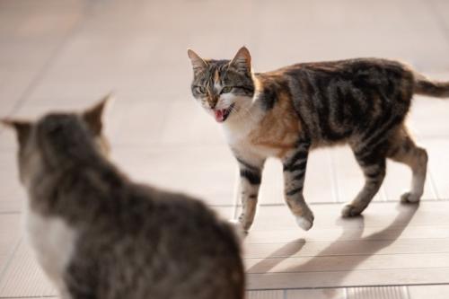 威嚇している猫