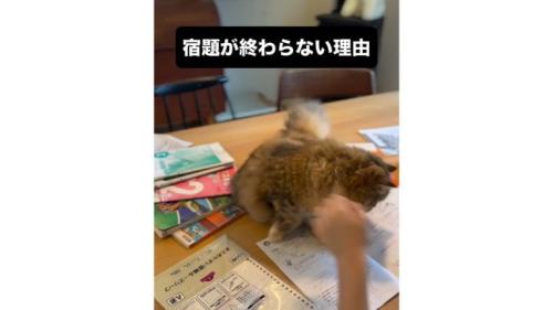 テーブルの上の猫