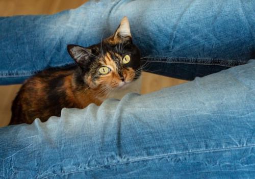 デニムの脚の間に座る猫