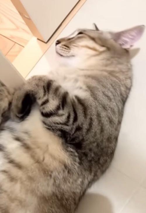 くつろぐ猫