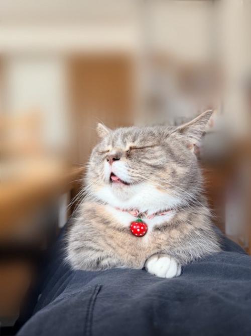 寝ている猫