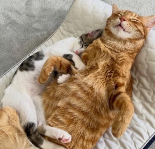 熟睡する猫