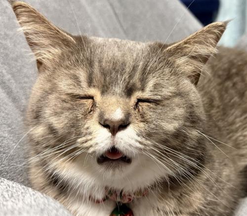 寝ている猫の顔