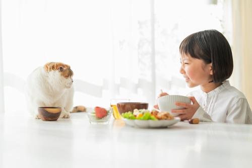 食卓にいる猫