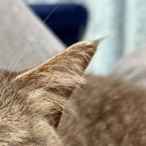 『思わず二度見した』→ソファでくつろぐ猫の『表情』が…まさかの光景に笑ってしまうと4万いいね「くしゃみ3秒前かなw」「可愛らしいw」